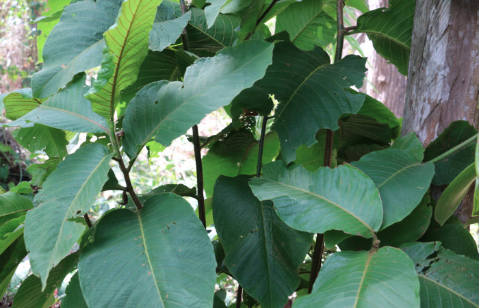 Fig. 9 Planta <i>Triplaris melaenodendron</i></i> (Polygonaceae), hospedera de la larva <i>Orgyia povera</i></i>, (Erebidae), Sector. Mundo Nuevo, Quebrada Tibio, Foto,  Elieth Cantillano 20 Marzo 2020.
