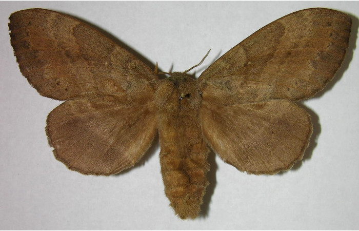 Fig.1.Hembra de <i>Prorifrons tremula</i></i>. En posición dorsal, de 107mm de longitud. Voucher : 07-SRNP-32601-DHJ376186.jpg.