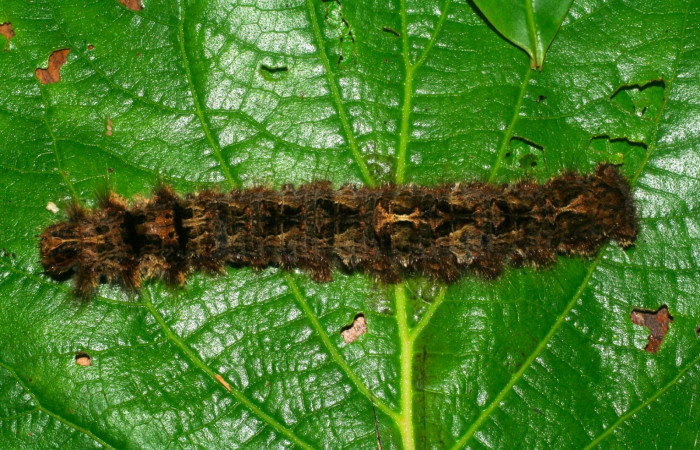 Fig 10. Larva de <i>Prorifrons tremula</i></i> en último estadío de 120mm de longitud. Voucher: 07-SRNP-32601-DHJ421686.jpg.