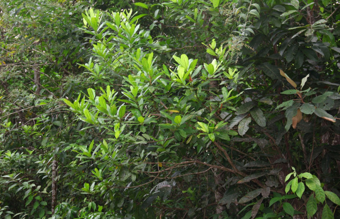 Fig 11. Mostrando ramas de <i>Vochysia guatemalesis</i></i>, planta hospedera de <i>Prorifrons tremula</i></i>, a orilla del camino principal hacia Estación Pitilla.