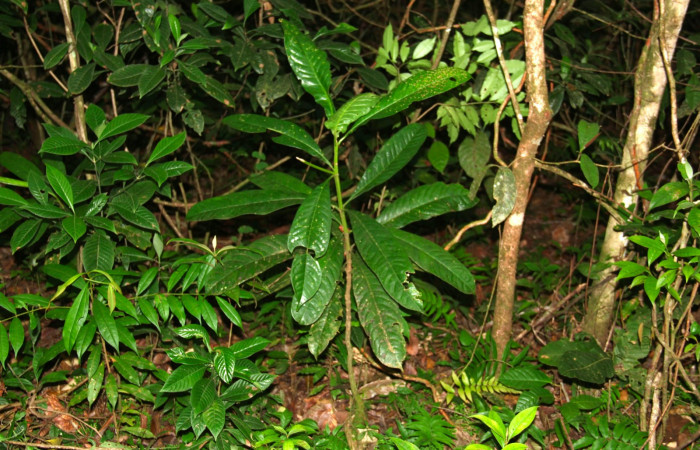 Fig 12. Planta de <i>Vochysia guatemalesis</i></i>, planta hospedera de <i>Prorifrons tremula</i></i>, de pocos centímetros de crecimiento.