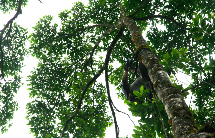 Fig 13. Árbol de <i>ochysia guatemalesis</i></i>, planta hospedera de <i>Prorifrons tremula</i></i>. Voucher: .07-SRNP-32636-DHJ421701.jpg.