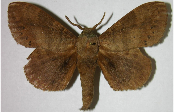 Fig.2. Macho de <i>Prorifrons tremula</i></i>. En posición dorsal, de 87mm de longitud. Voucher : 07-SRNP-33093-DHJ376180.jpg.