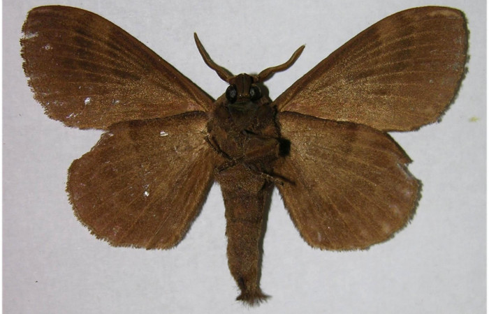 Fig.4. Macho de <i>Prorifrons tremula</i></i>. En posición ventral. Voucher : 07-SRNP-33093-DHJ376181.jpg.