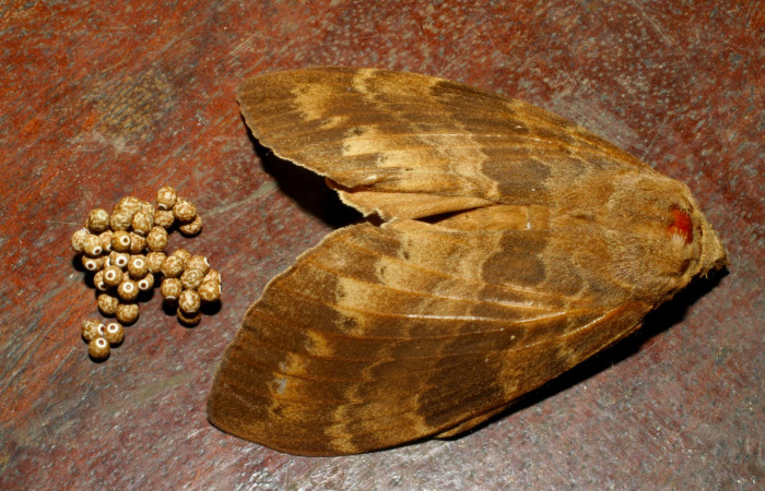 Fig 5. Hembra de <i>Prorifrons tremula</i></i>, con huevos recien puestos. Voucher : 07-SRNP-32636-DHJ426883.jpg.