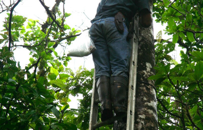 Fig 6. Mostrando formas de buscar larvas de <i>Prorifrons tremula</i></i>. Voucher :07-SRNP-32636-DHJ421693.jpg