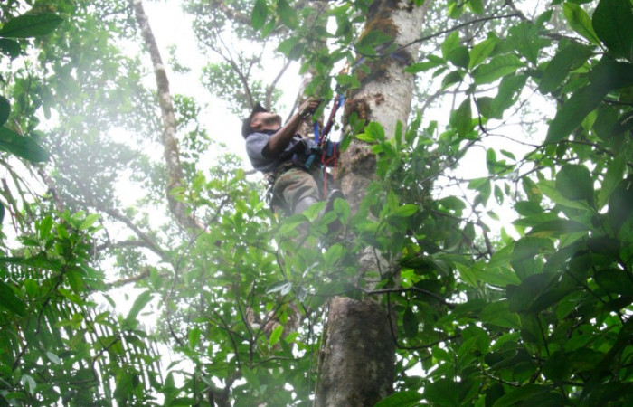 Fig 7. Mostrando formas de buscar larvas de <i>Prorifrons tremula</i></i>. Voucher : 07-SRNP-32636-DHJ421690.jpg.