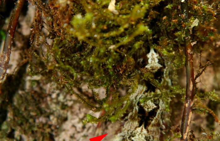 Fig 8. Mostrando medio cuerpo de <i>Prorifrons tremula</i></i> en musgos pegados en corteza de <i>Vochysia guatemalesis</i></i>. Voucher : 07-SRNP-32636- DHJ421731.jpg.