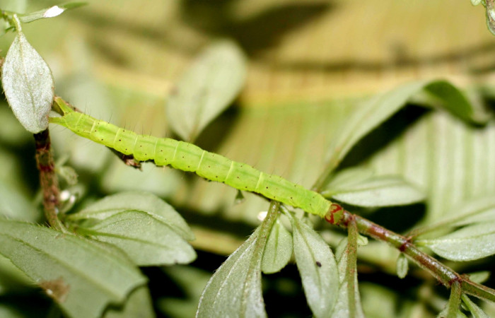 Fig.1 Larva <i>Antiblemma penelope</i></i>  en último estadío mostrando la parte dorsal.  Voucher: 06-SRNP-1034-DHJ415634.jpg