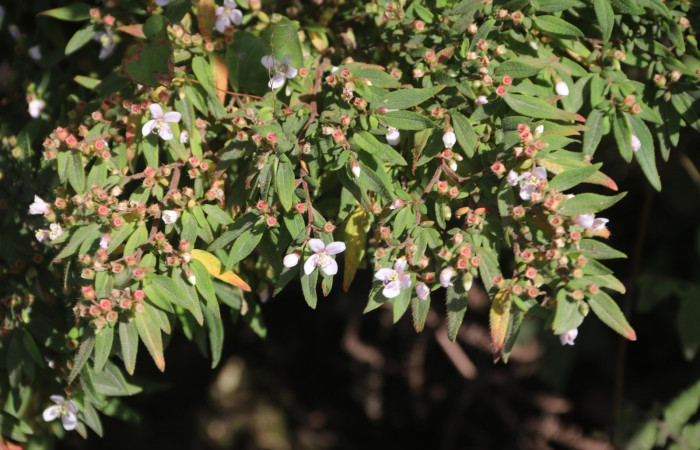 Fig.2  <i>Centradenia inaequilateralis</i></i>  planta hospedera de <i>Antiblemma penelope </i></i>. Foto:  Gloria Sihezar, Estación San Gerardo, Area de Conservación Guanacaste Abril 2020.