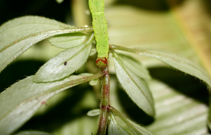 Fig .4  Larva <i>Antiblemma penelope</i></i>  en último estadio mostrando patrón de colores en la parte frontal. Voucher: 06-SRNP-1034-DHJ415633-1.jpg