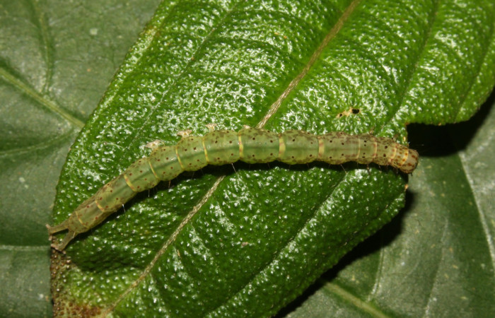 Fig.5 Larva <i>Antiblemma herilis</i></i>  en último estadio mostrando parte dorsal. en último estadio mostrando carácteracterisca de la especie para hacer separación entre especies. Voucher: 14-SRNP-30738-DHJ720894.jpg