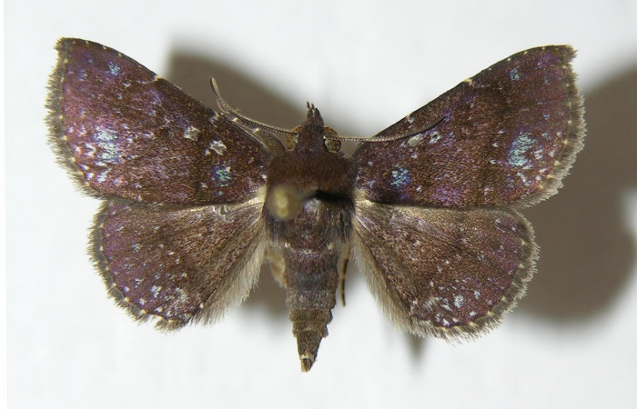 Fig.6  Adulto <i>Antiblemma penelope</i></i>  mostrando la parte dorsal. Voucher:06-SRNP-1035-DHJ344938.jpg