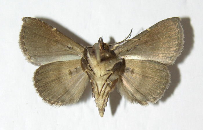 Fig.7  Adulto <i>Antiblemma penelope</i></i>  mostrando la parte ventral. Voucher:06-SRNP-1035-DHJ344939.jpg