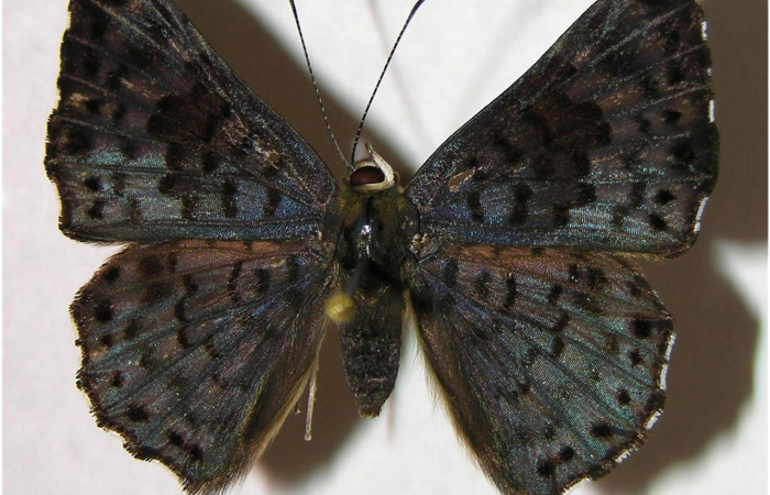 Fig 1. Hembra de <i>Lasaia agesilas</i></i>. Vista dorsal. Voucher : 07-SRNP-33256-DHJ377910.jpg. 