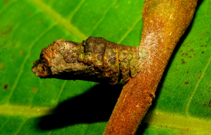 Fig.10.Pupa de <i>Lasaia agesilas</i></i>. Voucher : 07-SRNP-33256-DHJ430209.jpg.