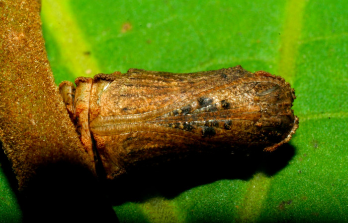 Fig.11. Pupa de <i>Lasaia agesilas</i></i>. Voucher :07-SRNP-33256-DHJ430214.jpg.