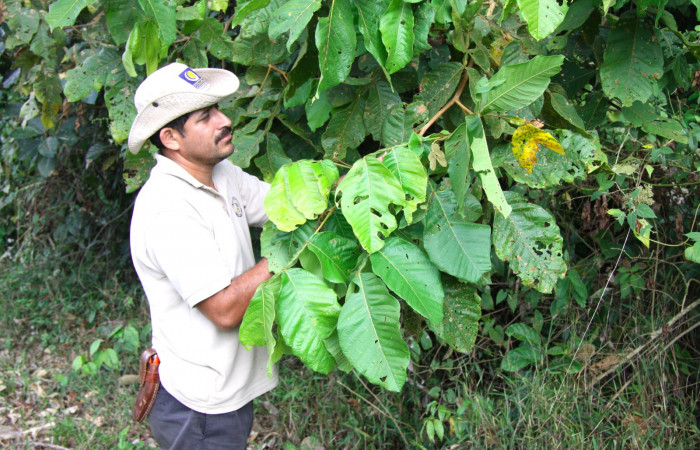 Fig 13. Acercamiento de follaje de <i>Inga oerstediana</i></i>, planta hospedera de <i>Lasaia agesilas</i></i> (Riodinidae).