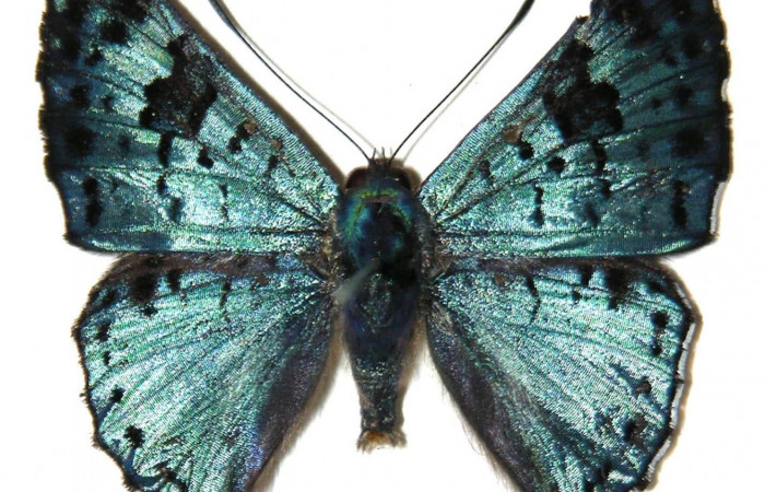 Fig.2. Macho de <i>Lasaia agesilas</i></i>. Vista dorsal. Voucher : 05-SRNP-22657-DHJ307912.jpg.