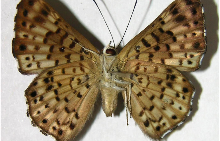 Fig.3. Hembra de <i>Lasaia agesilas</i></i>. Vista ventral. Voucher : 07-SRNP-33256-DHJ377911.jpg.