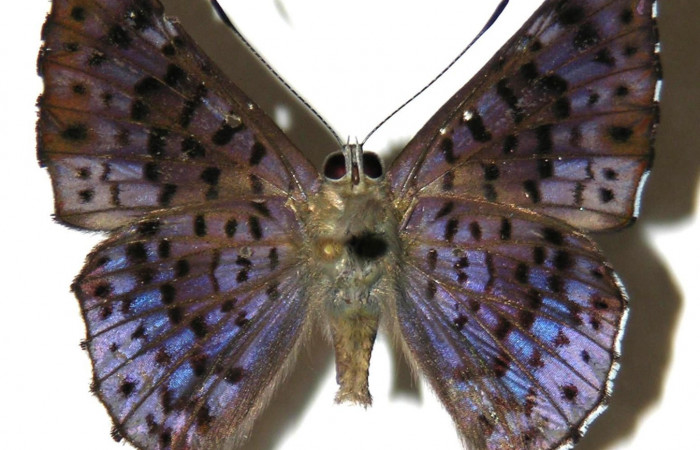 Fig.4. Macho de <i>Lasaia agesilas</i></i>. Vista ventral. Voucher : 05-SRNP-22657-DHJ307913.jpg.