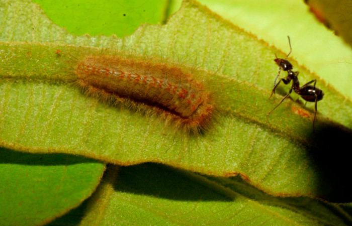 Fig.5 .Larva de <i>Lasaia agesilas</i></i>. Voucher : 08-SRNP-20340-DHJ436225.jpg.