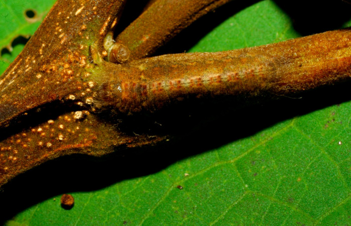 Fig.6. Larva de <i>Lasaia agesilas</i></i>. Voucher : 07-SRNP-33329-DHJ430412.jpg.