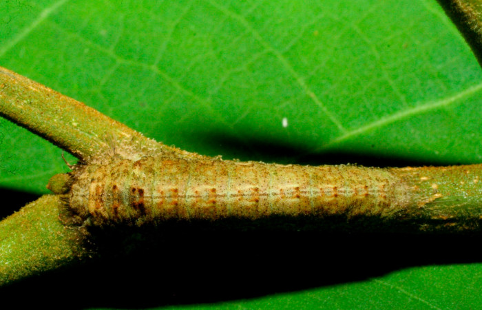 Fig.7. Larva de <i>Lasaia agesilas</i></i>. Voucher : 07-SRNP-33882-DHJ436127.jpg.