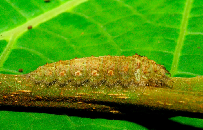 Fig.8. Larva de <i>Lasaia agesilas</i></i>. Voucher : 07-SRNP-33882-DHJ436131.jpg.