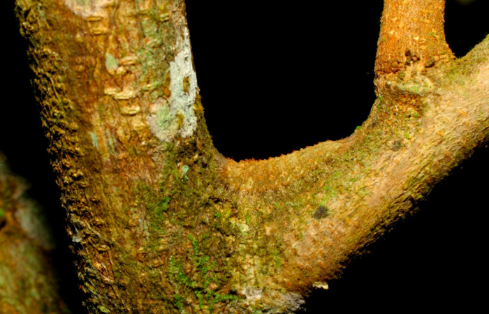 Fig.9. Larva de <i>Lasaia agesilas</i></i>. Voucher : 07-SRNP-33882-DHJ436120.jpg.