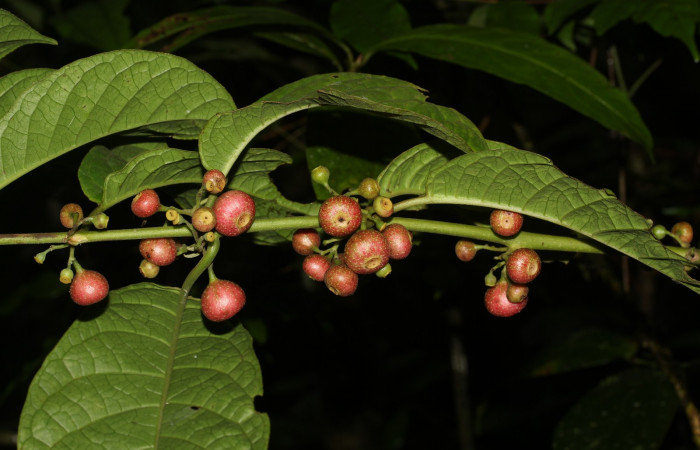 <i>Siparuna thecophora</i></i> planta hospedera de <i>Cimicodes albicosta</i></i>