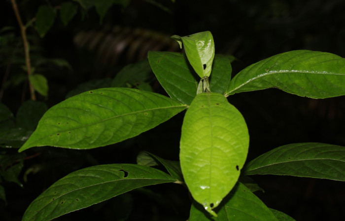 Follaje y planta <i>Siparuna thecophora</i></i>