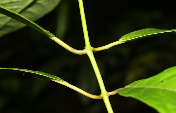  Posicion de hojas de <i>Siparuna thecophora</i></i>