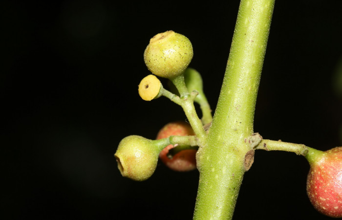 Flores y frutos inmaduros de  <i>Siparuna thecophora</i></i>