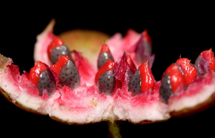 Mostrando semillas de <i>Siparuna thecophora</i></i>