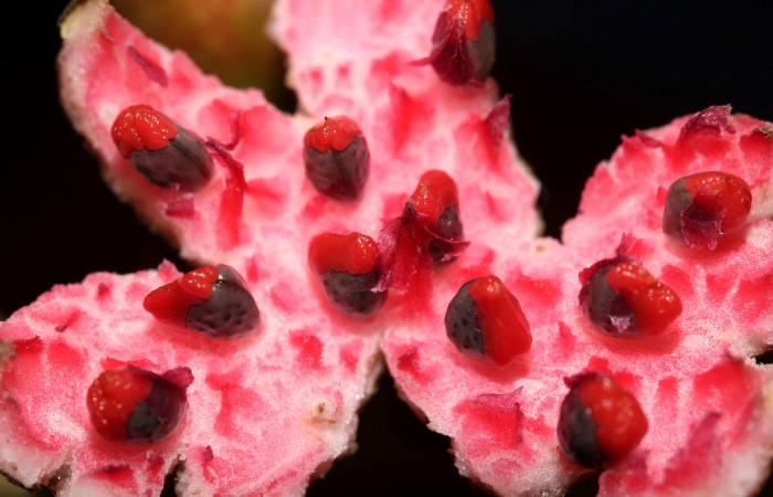 Color arilo de <i>Siparuna thecophora</i></i>