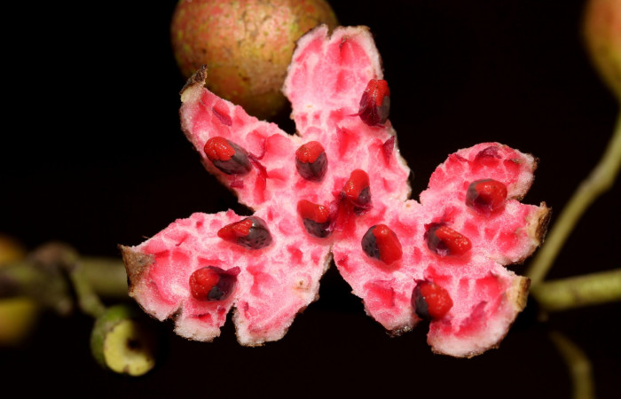 Fruto estrullado de  <i>Siparuna thecophora</i></i>