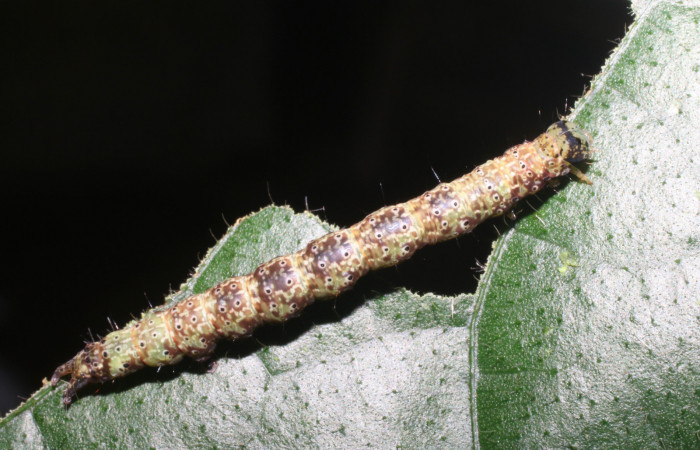 Larva en posición dorsal de <i>Anomis directilinea</i></i> (Erebidae), U estadio. Sector San Cristóbal, Sendero Perdido. Voucher 18-SRNP-1943-DHJ705532.jpg.