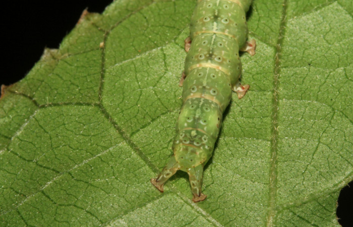 Cola en posición frontal de <i>Anomis directilinea</i></i> (Erebidae), U estadio. Sector San Cristóbal, Estación San Criatóbal. Voucher 09-SRNP-787-DHJ450383.jpg.