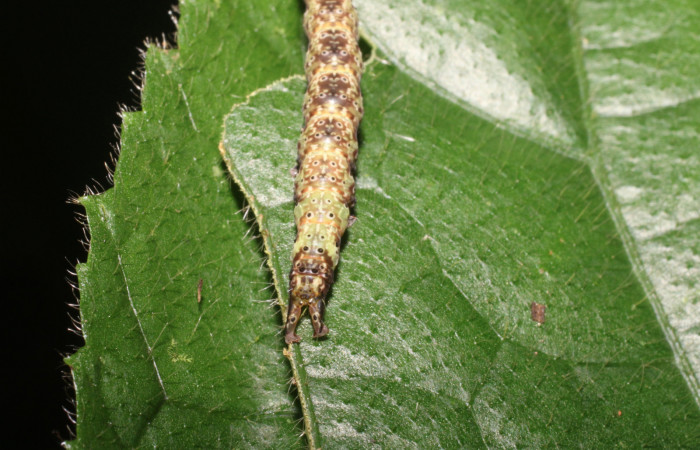 Cola en posición frontal de <i>Anomis directilinea</i></i> (Erebidae), U estadio. Sector San Cristóbal, Sendero Perdido. Voucher 18-SRNP-1943-DHJ705535.jpg.