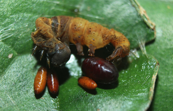 Puparios de <i>Eucelatoria</i></i> armigeraDHJ05 (Tachinidae), parásito en <i>Anomis directilinea</i></i> (Erebidae), U estadio. Sector Pitilla, Estación Quica . Voucher 16-SRNP-70225-DHJ732495.jpg.