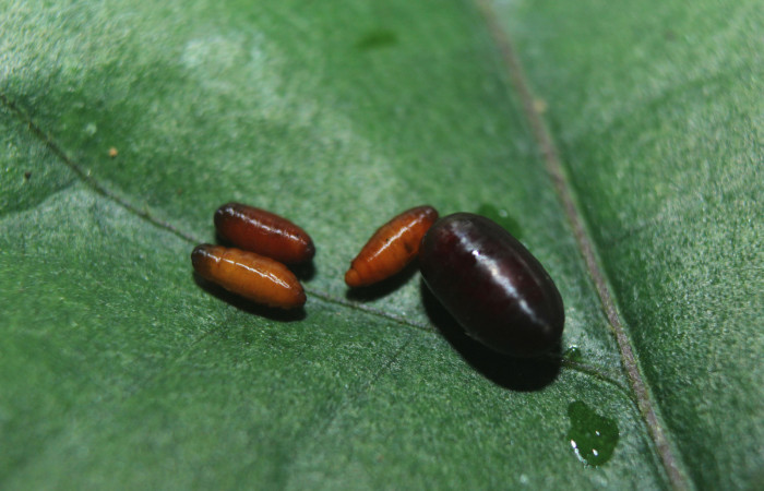 Puparios de <i>Eucelatoria</i></i> armigeraDHJ05 (Tachinidae), parásito en <i>Anomis directilinea</i></i> (Erebidae), U estadio. Sector Pitilla, Estación Quica . Voucher 16-SRNP-70225-DHJ732499.jpg.