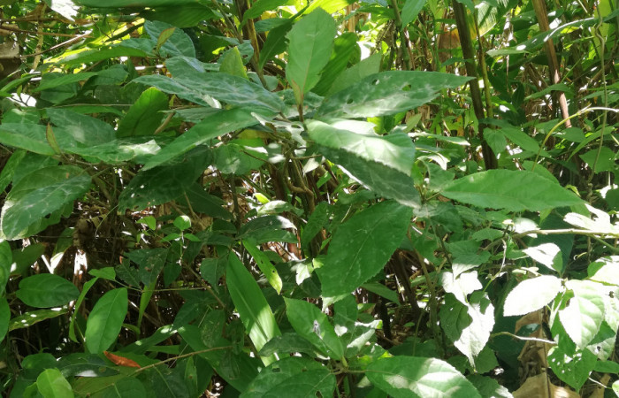 Hojas de <i>Pavonia schiedeana</i></i> (Malvaceae), planta hospedera de <i>Anomis directilinea</i></i> (Erebidae). Sector San Cristóbal, Estación Biológica San Gerardo. Foto, Elda Araya. 1 Abril 2020 