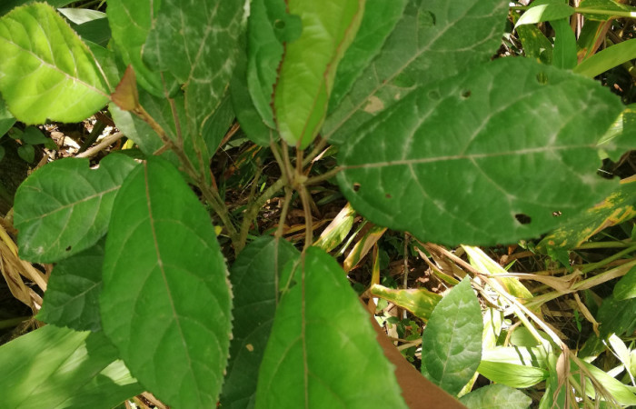 Haz de hojas <i>Pavonia schiedeana</i></i> (Malvaceae), planta hospedera de <i>Anomis directilinea</i></i> (Erebidae). Sector San Cristóbal, Estación Biológica San Gerardo. Foto, Elda Araya. 1 Abril 2020
