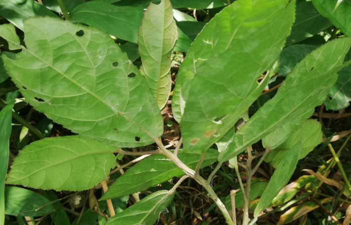 Envés de hojas <i>Pavonia schiedeana</i></i> (Malvaceae), Planta hospedera de <i>Anomis directilinea</i></i> (Erebidae). Sector San Cristóbal, Estación Biológica San Gerardo. Foto, Elda Araya. 1 Abril 2020