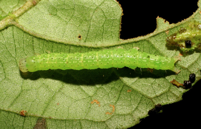Larva en posición dorsal de <i>Anomis directilinea</i></i> (Erebidae), PU estadio. Sector Pitilla, Sendero Carica. Voucher 07-SRNP-30441-DHJ418568.jpg.