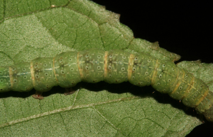 Larva en posición dorsal de <i>Anomis directilinea</i></i> (Erebidae), U estadio. Sector San Cristóbal, Estación San Criatóbal. Voucher 09-SRNP-787-DHJ450382.jpg.