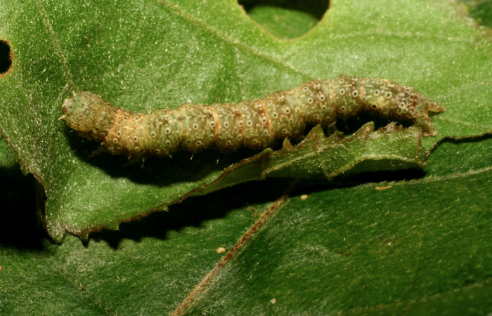 Larva en posición dorsal de <i>Anomis directilinea</i></i> (Erebidae), U estadio. Sector Pitilla, Medrano. Voucher 10-SRNP-70307-DHJ469013.jpg.