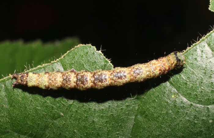 Larva en posición dorsal de <i>Anomis directilinea</i></i> (Erebidae), U estadio. Sector San Cristóbal, Sendero Perdido. Voucher 18-SRNP-1943-DHJ705537.jpg.