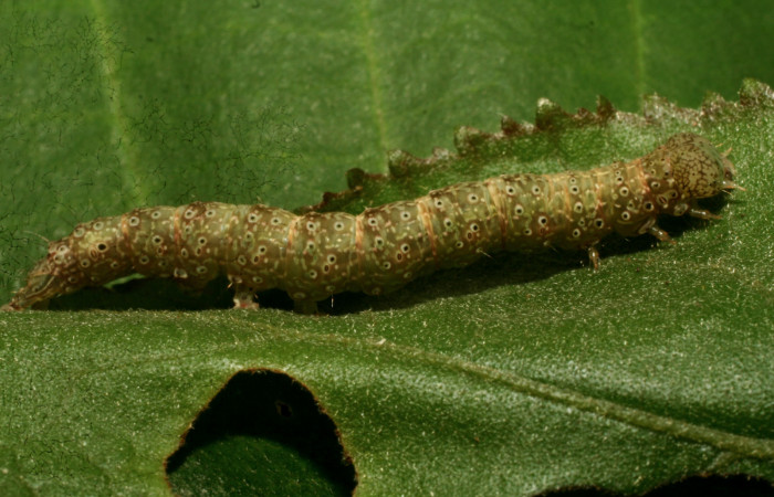 Larva en posición lateral de <i>Anomis directilinea</i></i> (Erebidae), U estadio. Sector Pitilla, Medrano. Voucher 10-SRNP-70307-DHJ469010.jpg.